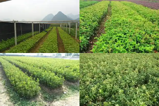 12公分桂花树的价格是多少元1689726858299
