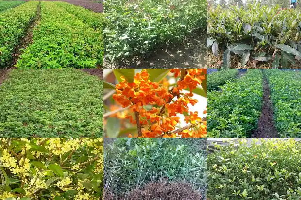 桂花的叶子四季都是绿的吗怎么回事1686963218284