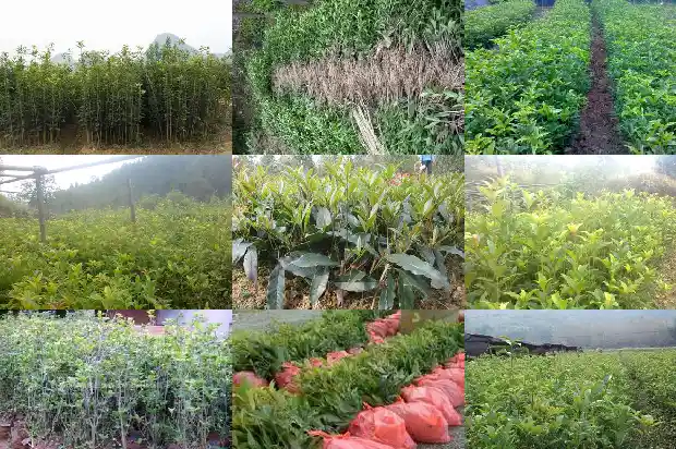 桂花的叶子一年四季都是绿的吗1686963225448