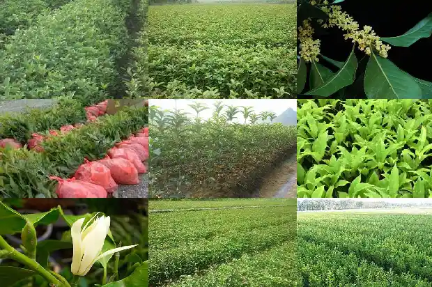 桂花的叶子一年四季都是绿的吗1686963225495