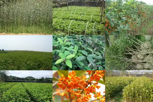 桂花叶子常年绿吗1686963236841