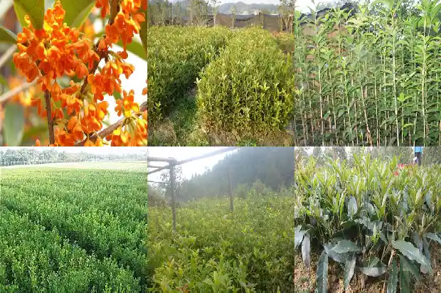 桂花叶子常年绿吗1686963236934