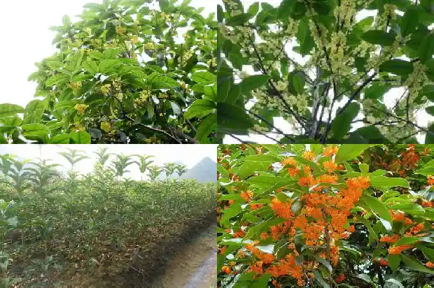 桂花树是常绿还是落叶的1686963255899