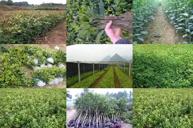 桂花树叶子很少怎么回事1686963272949