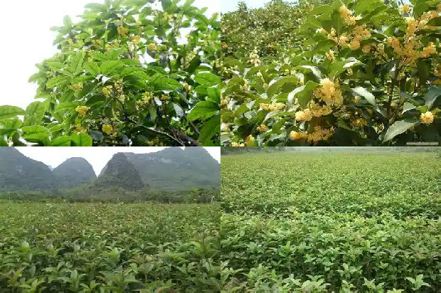 桂花树叶子很少怎么回事1686963272995
