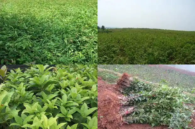 桂花树落叶多吗1686963291867