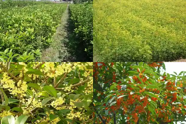 5公分桂花树苗多少四季开花呢1689986075652