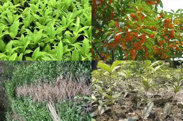 桂花树落叶多吗1686963291959