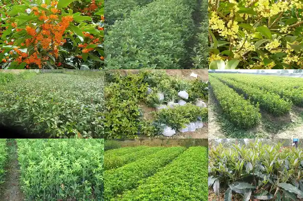 桂花树是四季常青树吗为什么不结果1686963303640