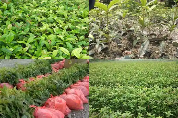 桂花树是四季常青树吗为什么不结果1686963303688