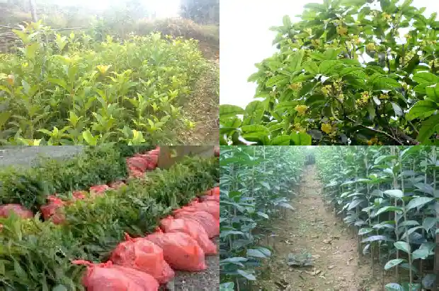 桂花树是四季常青树吗为什么不结果1686963303734