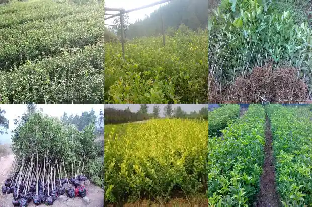 桂花树是四季常青树吗为什么不结果1686963303781