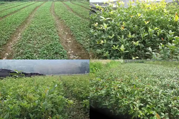 桂花树夏天有香味吗怎么养1686963320801