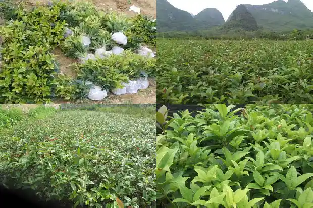 桂花树夏天有香味吗怎么养1686963320848