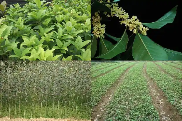 冬天还有桂花香嘛1686963328125