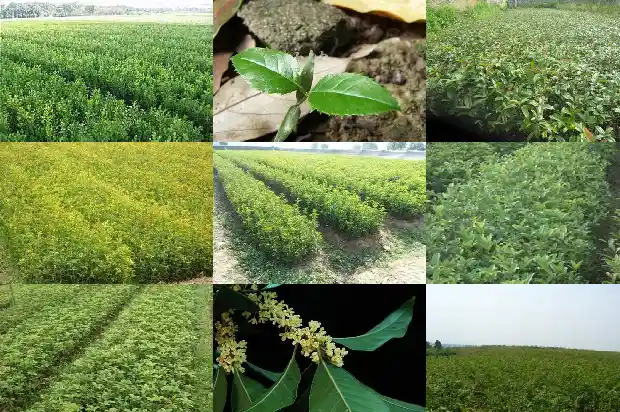桂花12公分多少钱一棵啊1690158660755