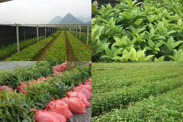 桂花树立春前后的变化有哪些1686963339627
