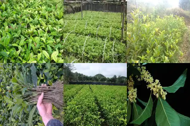 桂花树立春前后的变化有哪些1686963339675