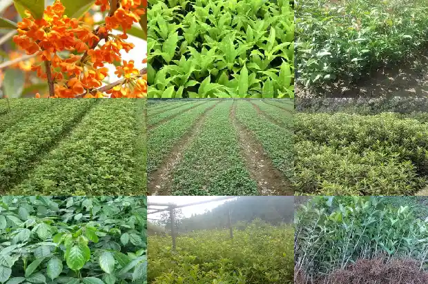 桂花开花前后的变化1686963350982