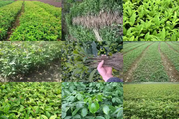 桂花盛开时桂花成熟时桂花摇落后1686963358354