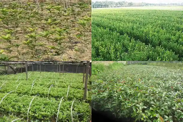 桂花树需要什么土1686963377417