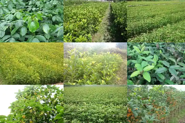 桂花树需要松土吗1686963386679