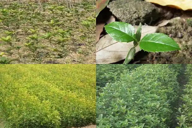 桂花树需要松土吗1686963386727