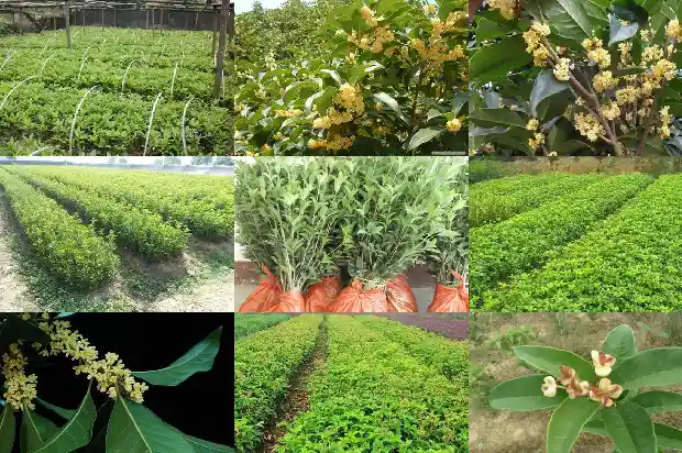 桂花树能用沙土种植吗1686963394004