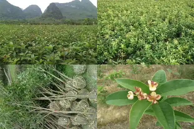 桂花树能用沙土种植吗1686963394050