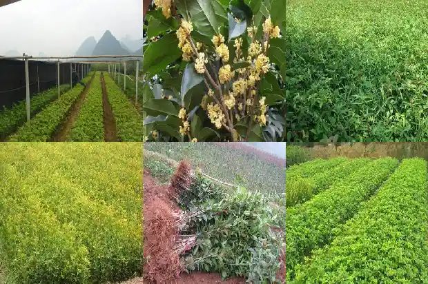 桂花树好种活吗1690504354185