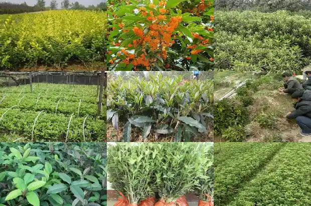 桂花在北方能活吗1686963403477