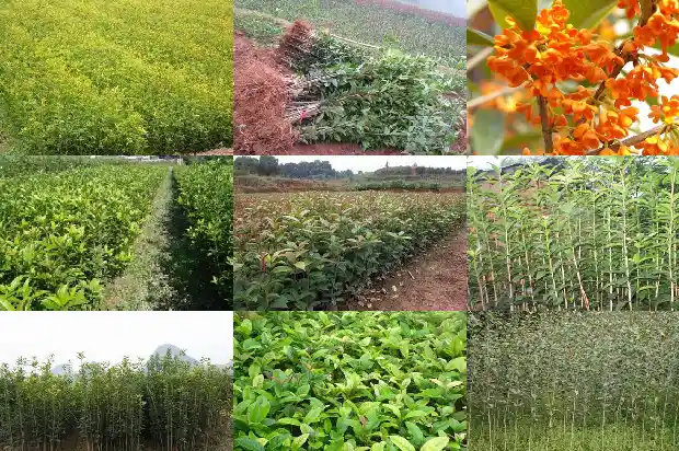 桂花在北方能活吗1686963403524