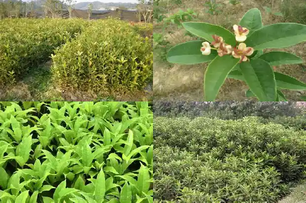 桂花树一年四季的特点和样子是什么意思1686963433869