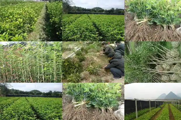 桂花树的叶子是不是一年四季都是绿色的呀1686963450761