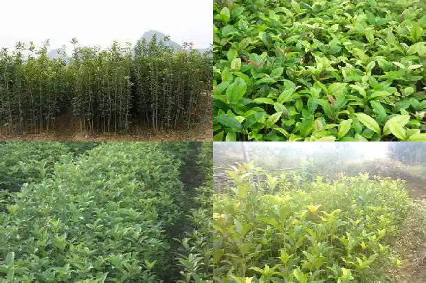 桂花树的叶子是不是一年四季都是绿色的呀1686963450809