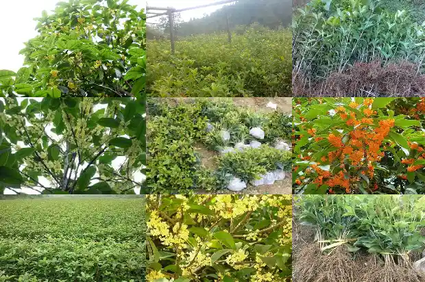 桂花树的叶子是不是一年四季都是绿色的呀1686963450853