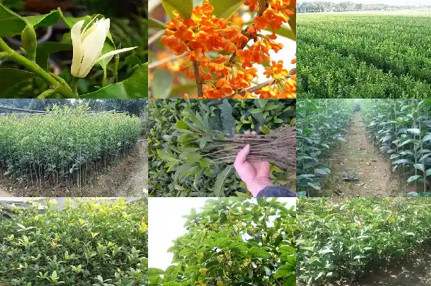 状元桂花什么季节开花1690158386702