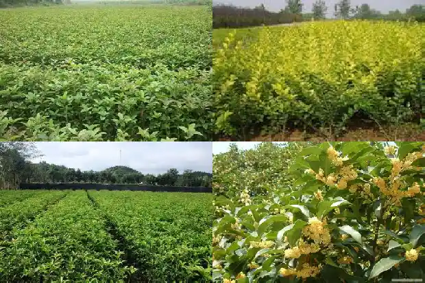 桂花树是落叶还是常绿树1686963462250