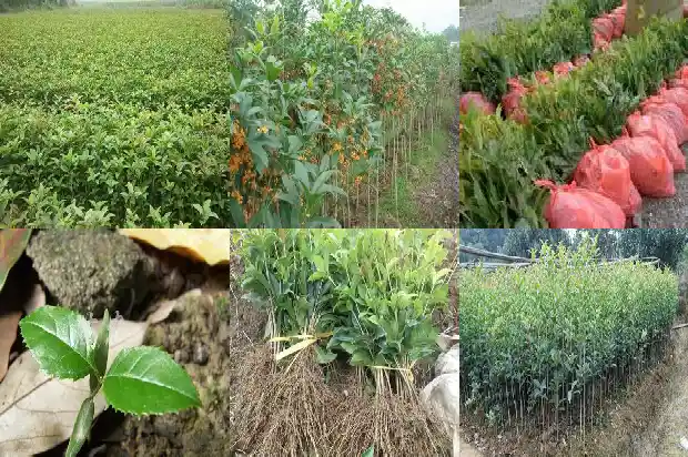 桂花树是落叶还是常绿树1686963462298