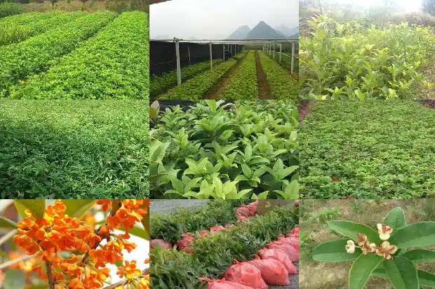 桂花树是落叶还是常绿树1686963462346