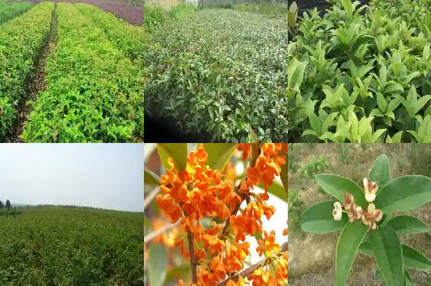 桂花树的叶子四季常青吗对吗1686963471616