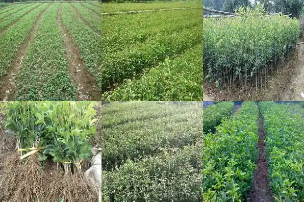 桂花到冬天还有绿叶吗1686963481168