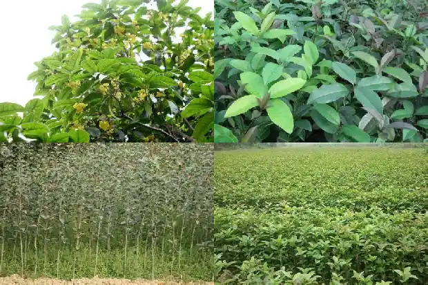 桂花到冬天还有绿叶吗1686963481260