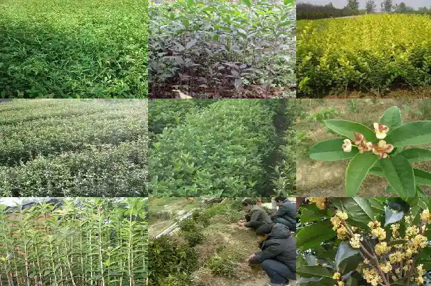 桂花树在冬天是什么样的1686963488776