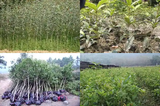 桂花树是常绿还是落叶树呢1686963496818