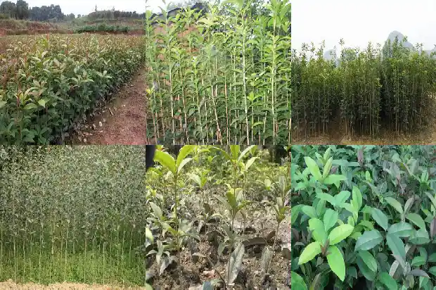 桂花树是常绿还是落叶树呢1686963496866