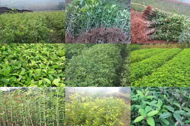 80年的桂花树值多少钱1689838123462