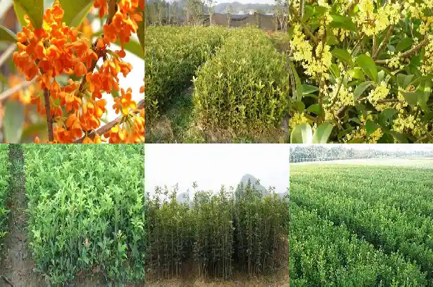 桂花树秋天是什么颜色的1686963525081