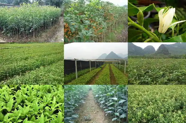 桂花树秋天是什么颜色的1686963525218
