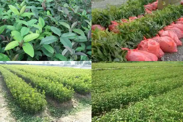 秋天的桂花树颜色1686963535528